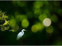 1 DVF Themenwettbewerb Tiere